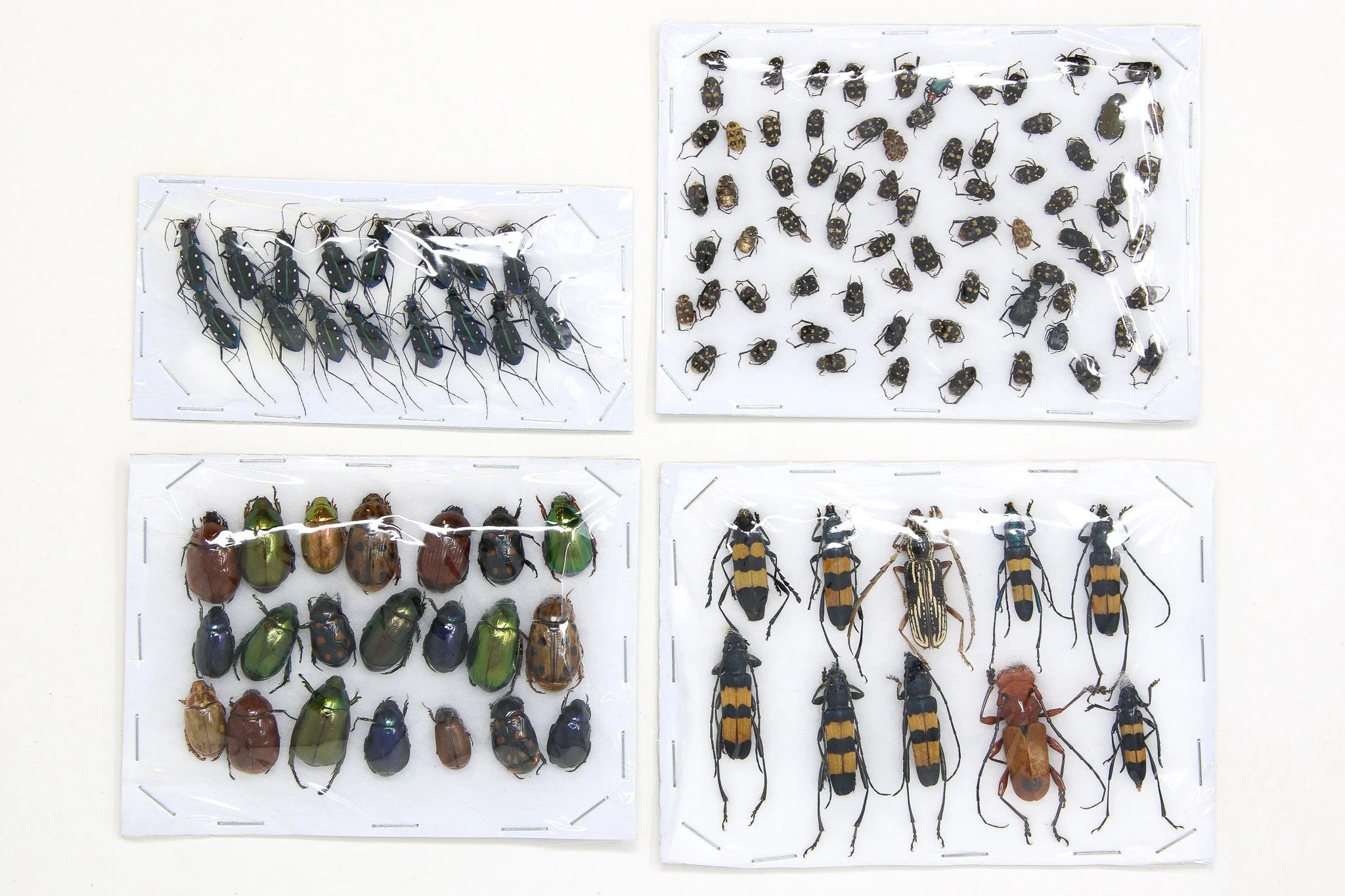 🏛️ 빛시 문화센터(히카리시분카센타) 이미지 4